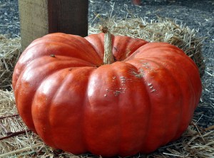 Red pumpkin