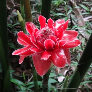 Ginger flower