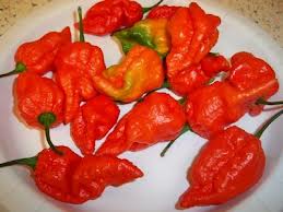 ghost pepper