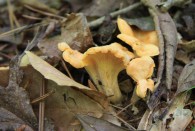 changerelle mushrooms