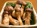 Matsutake mushroom