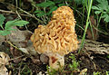 Morel mushroom