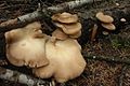 oyster mushrooms