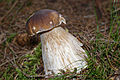 Porcini mushroom