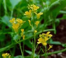 mustard plant