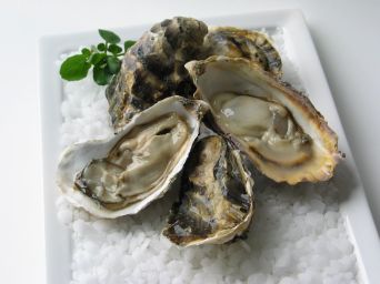 oysters