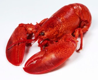 lobster1